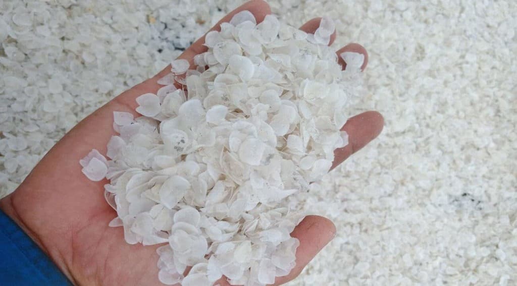Tilapia Dried Scales · Pharmaceutical Grade
